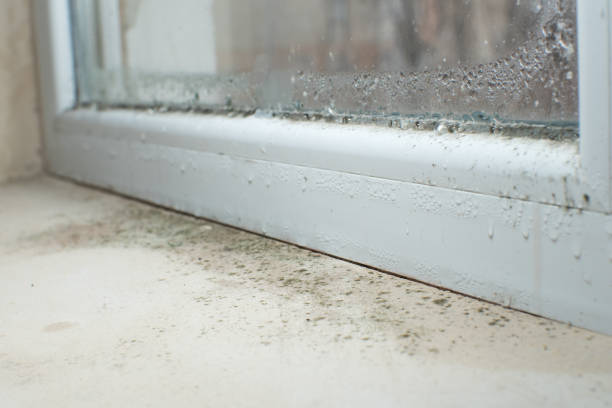 Why You Should Choose Our Mold Remediation Services in Leadville, CO